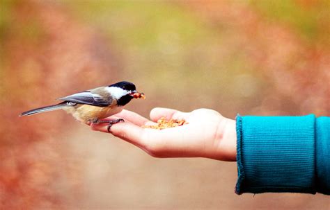 A Bird In The Hand